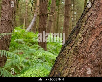 Schiefe Bäume in Daresbury Firs Stockfoto