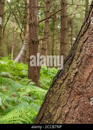 Schiefe Bäume in Daresbury Firs Stockfoto