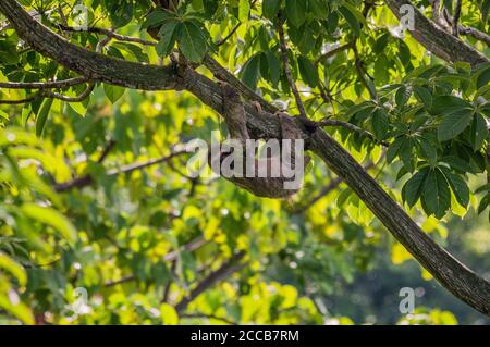 Ein braunkehliger Dreizehen-Faultier (Bradypus variegatus) blickt auf die Kamera, während er langsam durch einen hohen Baum im Dschungel von Costa Rica klettert. Stockfoto