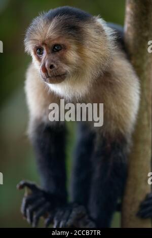 Nahaufnahme eines erwachsenen Kapuzineraffen (Cebus capucinus) im Cahuita Nationalpark in Costa Rica. Stockfoto