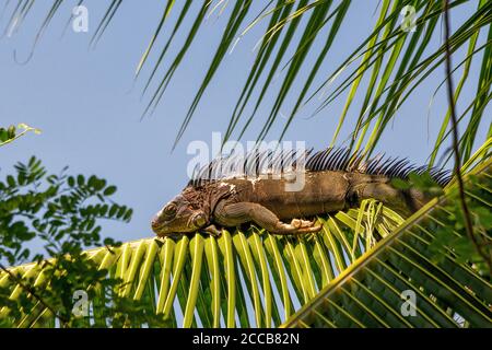 Ein erwachsener grüner Leguan (Iguana Leguan), der auf einer Palmwedel auf der Osa Halbinsel in Costa Rica sonnenbaden kann. Stockfoto