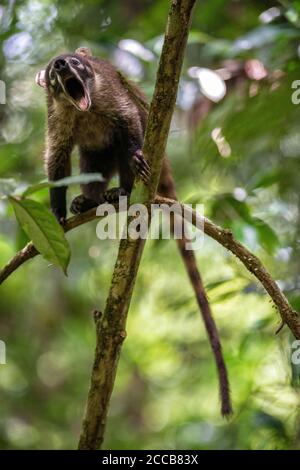 Ein erwachsener Weißnasencoati (Nasua narica), der in einigen Baumzweigen aufsteht, gähnt, während er im Regenwald Costa Ricas der Kamera gegenübersteht. Stockfoto