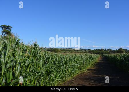 Reitweg durch Maisfelder, Sherborne, Dorset, England, Stockfoto