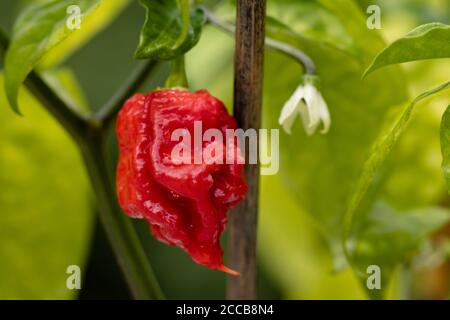 Weltheißeste Chili, Carolina Reaper, super heiß, grüner Hintergrund Stockfoto