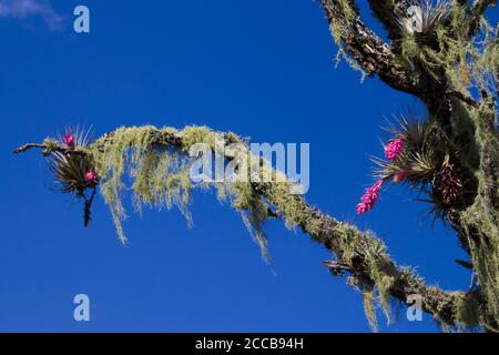 Rosa bromeliads wachsen auf den 1 Zweigen eines Stammes, der von spanischem Moos bedeckt ist, unter einem Himmel von intensivem Blau. Stockfoto