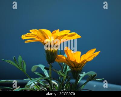 Blumenbeet mit Gazania Blumen öffnen sich am Morgen auf einem verschwommenen blauen Hintergrund. Stockfoto