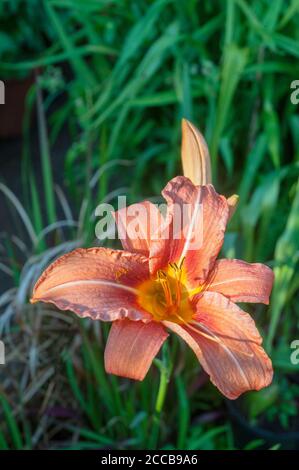 Nahaufnahme der Tageslilie Hemerocallis fulva mit orange-braun Blumen und blau grüne Blätter eine krautige Staude, die ist Halb immergrün & voll winterhart Stockfoto