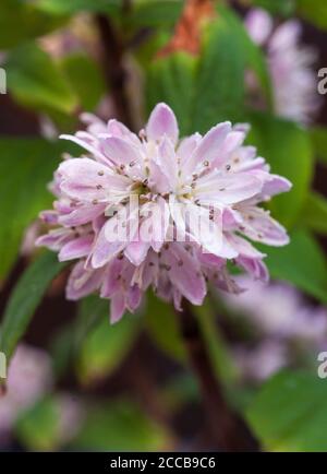 Nahaufnahme der Blume von Deutzia Mont Rose EINE sommergrüne Buschiger Strauch mit lila rosa Blüten, die in der früh erscheinen Sommer und ist frosthart Stockfoto