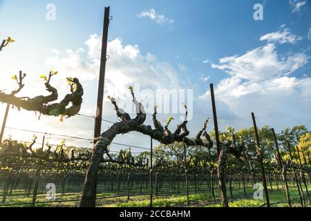 Neue Blätter auf Weinreben vor dem Hintergrund von Bäumen und blauen Himmel. Frühling im Weinland. Stockfoto