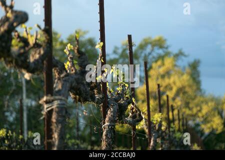 Neue Blätter auf Weinreben vor dem Hintergrund von Bäumen und blauen Himmel. Frühling im Weinland. Stockfoto