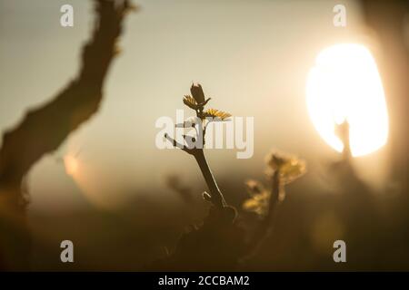Teilweise Silhouette von neuen Blättern auf Weinreben während der goldenen Stunde. Frühling im Weinland. Stockfoto