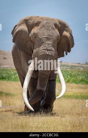 Vertikaler Kopf des erwachsenen Elefantenbullen mit langem Weiß Stoßzähne und nasse Beine, die in den grasbewachsenen Ebenen von Amboseli wandern Nationalpark in Kenia Stockfoto