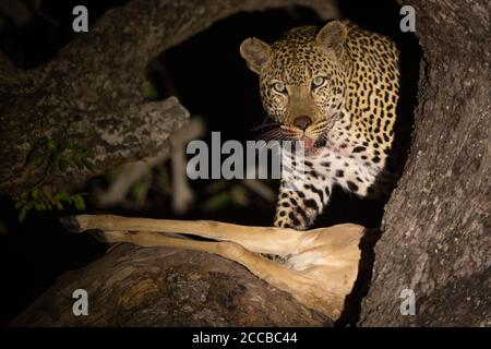 Leopard in Baum in der Nacht mit seinem Impala töten suchen Alarm im Kruger Park in Südafrika Stockfoto