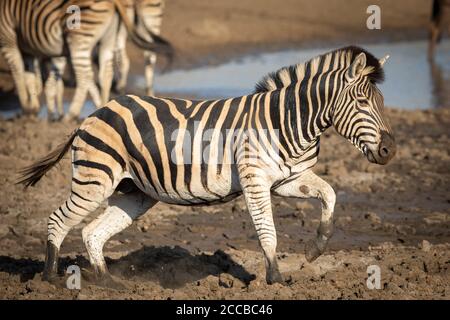 Landschaft voller Körper von erwachsenen Zebra durch Schlamm laufen mit Seine Hufe bedeckt mit Schlamm am späten Winternachmittag Kruger Park Südafrika Stockfoto