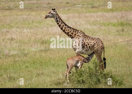 Horizontales Ganzkörperporträt der Mutter und Baby Giraffe Fütterung Mit grünem Gras im Hintergrund und Copyspace in Masai Mara Kenia Stockfoto
