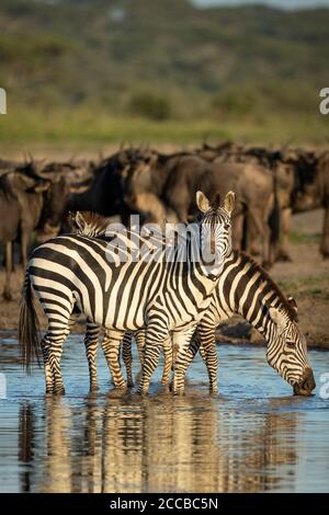 Schöne sonnenbeschienene zwei Erwachsene Zebras und ihre Babys stehen und Trinkwasser mit Catch Light in den Augen in Gold Am späten Nachmittag Licht mit Migr Stockfoto