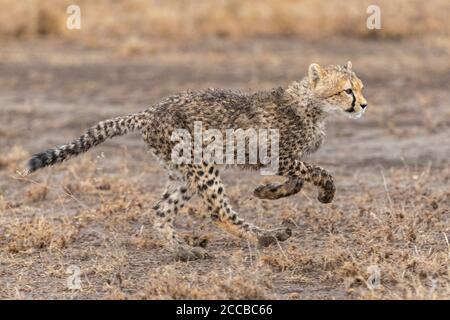 Baby Gepard Junge mit schmutzigen fleckigen Fell jagen in Ndutu Ngorongoro Conservation Area in Tansania Stockfoto