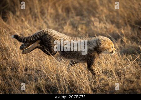 Kleine Gepard läuft schnell in hohen Winter gelben Gras in Serengeti Tansania Stockfoto