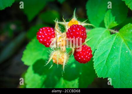Nahaufnahme der wilden roten Himbeeren auf Busch süß und saftig Im Sommer Stockfoto