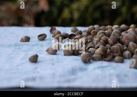 Eine Handvoll von bunten Eicheln auf einer Vintage-Tischdecke im Freien Stockfoto