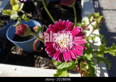 Leuchtend rosa Gerbera Blume Stockfoto