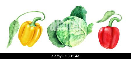 Gemüseset: Kohl und gelb und Paprikas Aquarell Illustration Stockfoto