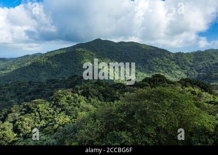 Blick vom Yokahu Tower im El Yunque National Forest in Puerto Rico. Stockfoto