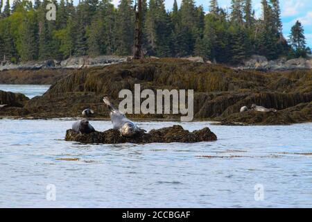 Seehunde, die sich in der Sonne auf Algen in der Bay of Fundy, New Brunswick, Kanada sonnen Stockfoto