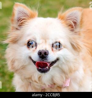 Nahaufnahme von Brown chihuahua auf dem Gras sitzend Stockfoto