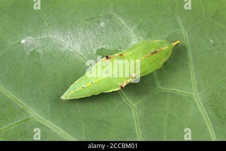 Ansicht der Puppe eines weißen Schmetterlings, Pieris rapae, mit einer blassgelben Linie auf der Rückseite und einer Linie von gelben Flecken auf jeder Seite Stockfoto