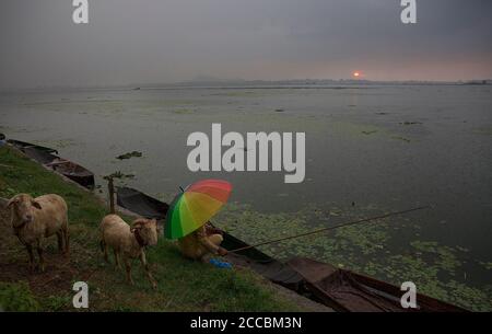 Srinagar, indisch kontrolliertes Kaschmir. August 2020. Ein Mann fängt Fische inmitten leichter Regenfälle am Dal See in Srinagar Stadt, indisch-kontrolliertes Kaschmir, Aug. 20, 2020. Quelle: Javed Dar/Xinhua/Alamy Live News Stockfoto