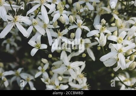 Kleine weiße duftende Blüten von Clematis recta oder Clematis flammula oder Clematis Manchurian im Sommergarten in der Nähe. Blumig natürlichen Hintergrund Stockfoto