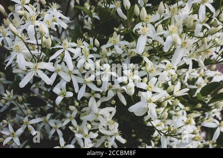 Kleine weiße duftende Blüten von Clematis recta oder Clematis flammula oder Clematis Manchurian im Sommergarten in der Nähe. Blumig natürlichen Hintergrund Stockfoto