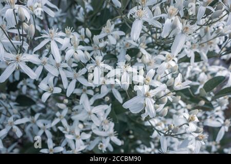 Kleine weiße duftende Blüten von Clematis recta oder Clematis flammula oder Clematis Manchurian im Sommergarten in der Nähe. Blumig natürlichen Hintergrund Stockfoto