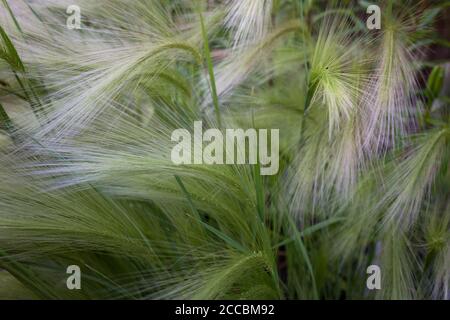 Hordeum jubatum, mit den gebräuchlichen Namen Fuchsschwanzgerste, Bobtail Gerste, Eichhörnchen Gerste und Zwischengerste Stockfoto