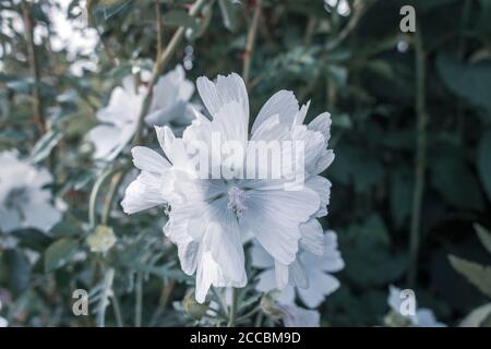 Moschus Malve Blume, blühende zart weißen Sommer Malva moschata Blumenzweig Stockfoto