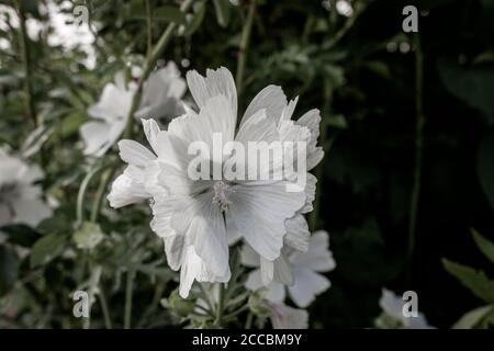 Moschus Malve Blume, blühende zart weißen Sommer Malva moschata Blumenzweig Stockfoto