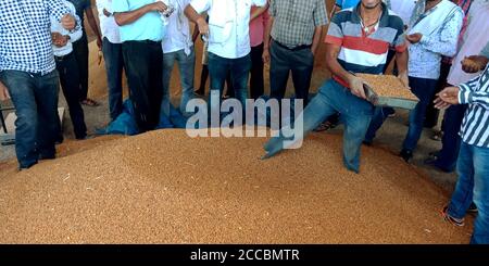 DISTRIKT KATNI, INDIEN - 07. AUGUST 2019: Indische Bauern verkaufen Weizensamen riesigen Vorrat an der Regierung von indien godown, Ort für den Verkauf der Landwirtschaft gehen Stockfoto