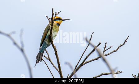 Erstaunliche Regenbogenbienenfresser (Merops ornatus) auf einem Zweig in Kota Kinabalu, Sabah, Malaysia thront, sind Regenbogenbienenfresser brillant gefärbt bi Stockfoto