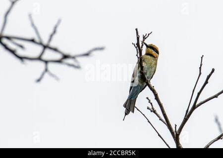 Erstaunliche Regenbogenbienenfresser (Merops ornatus) auf einem Zweig in Kota Kinabalu, Sabah, Malaysia thront, sind Regenbogenbienenfresser brillant gefärbt bi Stockfoto