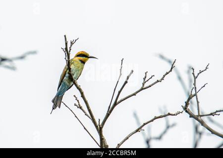 Erstaunliche Regenbogenbienenfresser (Merops ornatus) auf einem Zweig in Kota Kinabalu, Sabah, Malaysia thront, sind Regenbogenbienenfresser brillant gefärbt bi Stockfoto