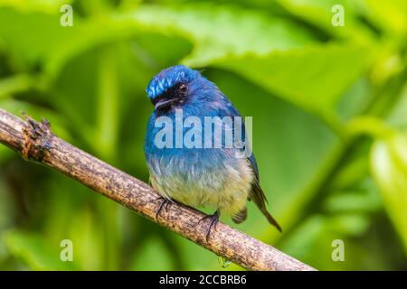 Schöner blauer Farbvogel, bekannt als Indigo Flycatcher (Eumyias Indigo) auf Barsch bei den Naturgewohnheiten in Sabah, Borneo Stockfoto