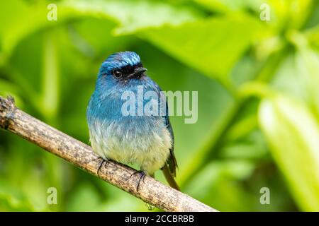 Schöner blauer Farbvogel, bekannt als Indigo Flycatcher (Eumyias Indigo) auf Barsch bei den Naturgewohnheiten in Sabah, Borneo Stockfoto