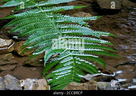 Grünes Farnblatt gewaschen durch das Wasser eines kleinen Streamen Stockfoto