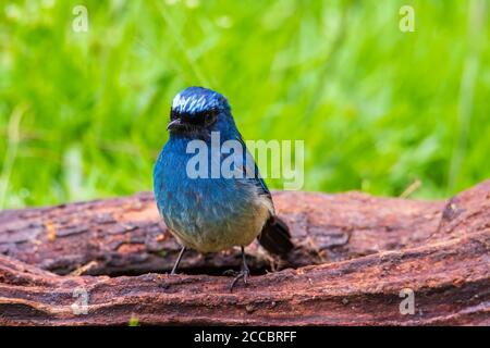 Schöner blauer Farbvogel, bekannt als Indigo Flycatcher (Eumyias Indigo) auf Barsch bei den Naturgewohnheiten in Sabah, Borneo Stockfoto