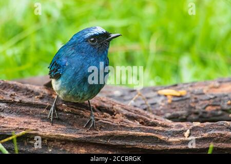 Schöner blauer Farbvogel, bekannt als Indigo Flycatcher (Eumyias Indigo) auf Barsch bei den Naturgewohnheiten in Sabah, Borneo Stockfoto