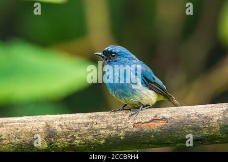 Schöner blauer Farbvogel, bekannt als Indigo Flycatcher (Eumyias Indigo) auf Barsch bei den Naturgewohnheiten in Sabah, Borneo Stockfoto