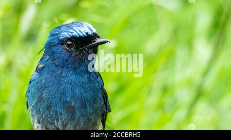 Schöner blauer Farbvogel, bekannt als Indigo Flycatcher (Eumyias Indigo) auf Barsch bei den Naturgewohnheiten in Sabah, Borneo Stockfoto