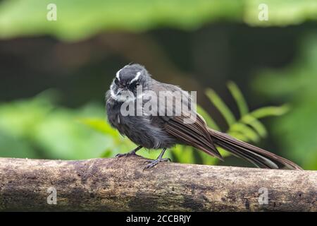 Natur Wildvogel Weißkehlfantnagel (Rhipidura albicollis) ist ein kleiner Singvogel. Es ist in Wald, Buschland und Anbau über trop gefunden Stockfoto