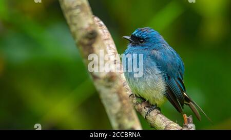 Schöner blauer Farbvogel, bekannt als Indigo Flycatcher (Eumyias Indigo) auf Barsch bei den Naturgewohnheiten in Sabah, Borneo Stockfoto